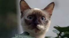 Виберіть кішку на знаку зодіаку: відповідні породи