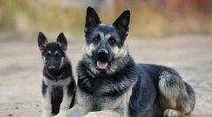 Вибір цуценя східноєвропейського пастуха