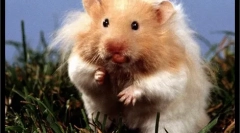 Вибір і покупка хом'яка