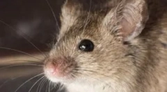 Вибір найкращої приманки для мишей