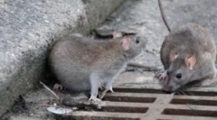 Вибір приманки для щурів