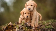 Вибір цуценя