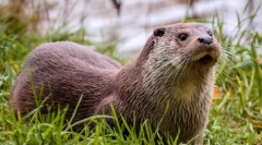 Річка otter (фото): чудовий плавець cunich faime