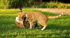 Від'їзд до природи з кішкою