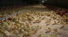 Вирощування курей бройлерів