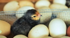 Вирощування курчат не-успіху