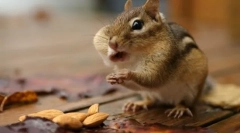 Веселі гризуни