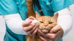 Хвороба очей кота