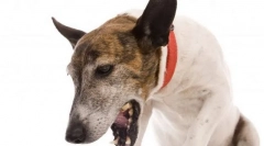 Захворювання горла