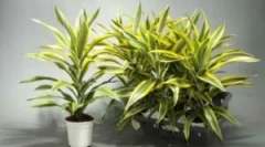 Захворювання та шкідники на крем'яні