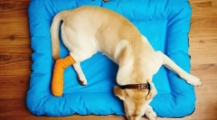 Кістки, суглобові та м'язові хвороби