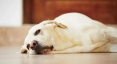 Захворювання печінки