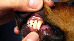 Хвороби порожнини пта