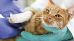 Захворювання суглобів та кісток у кішок