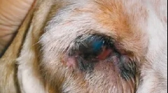 Захворювання віків і поверхні очей