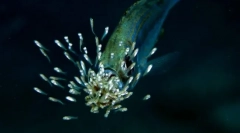 Робити рибу про своїх дітей?