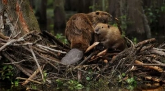 Чому бобра побудують дамби?