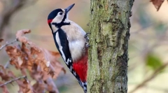 Чому дятла стукає на дерево?