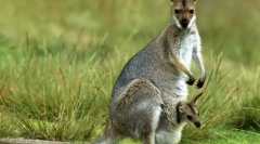 Чому сумка кенгуру?