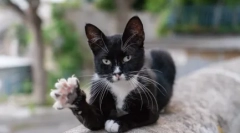 Чому котячі колодки на лапах: основні теорії