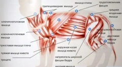 Чому кішка хвіст