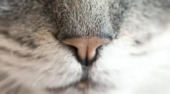 Чому кішка вологий ніс?