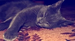 Чому кішка є вусами