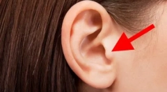 Чому кішки кишеню на вухах