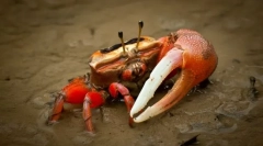 Чому крама кульшаня?