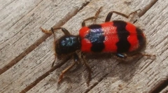 Чому личинка жуків матерів летить на бджіл?