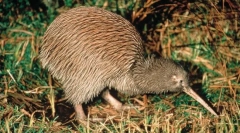 Чому пташка ківі є такою довгою дзьобом?