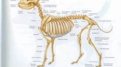 Чому собака хвіст