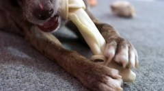 Чому собака потребує п'ятого пальця