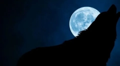 Чому вовки витрачають на повну місяць?