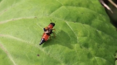 Чому zhukam-стафіліни довгий яскравий живіт?