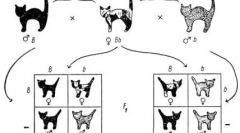 Таємничі чорні кішки: все про свій колір