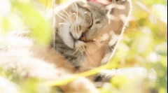 Місцезнаходження кішок: де є душі домашніх тварин після смерті з точки зору різних релігій