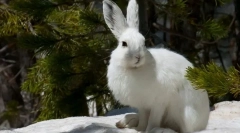 Заєць білого