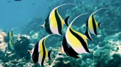 Zankl рогатий