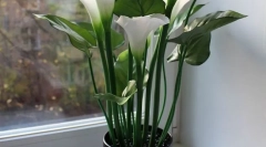 Zantencia (calla)