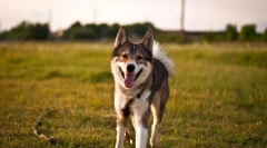 Західний сибірський lyki (фото): хороший мисливець і вірний друг