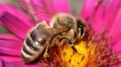 Захист від бджіл вдома і в країні