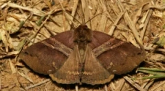 Захист шубтів з молі