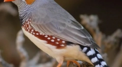 Зебер аматіна