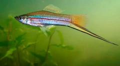 Зелений меч