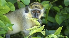 Зелений сміливий