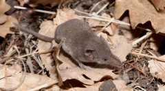 Землерийка