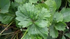 Полуничний кліток: сорти та способи боротьби