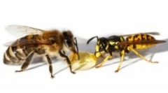 Камерат osa і бджола: відмінності в укусі