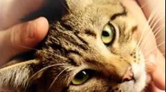 Ендокринні залози